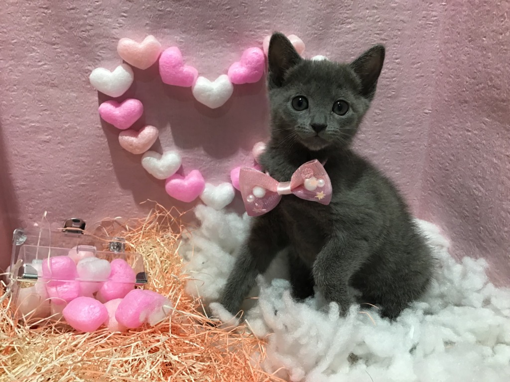 新入りちゃん紹介❤