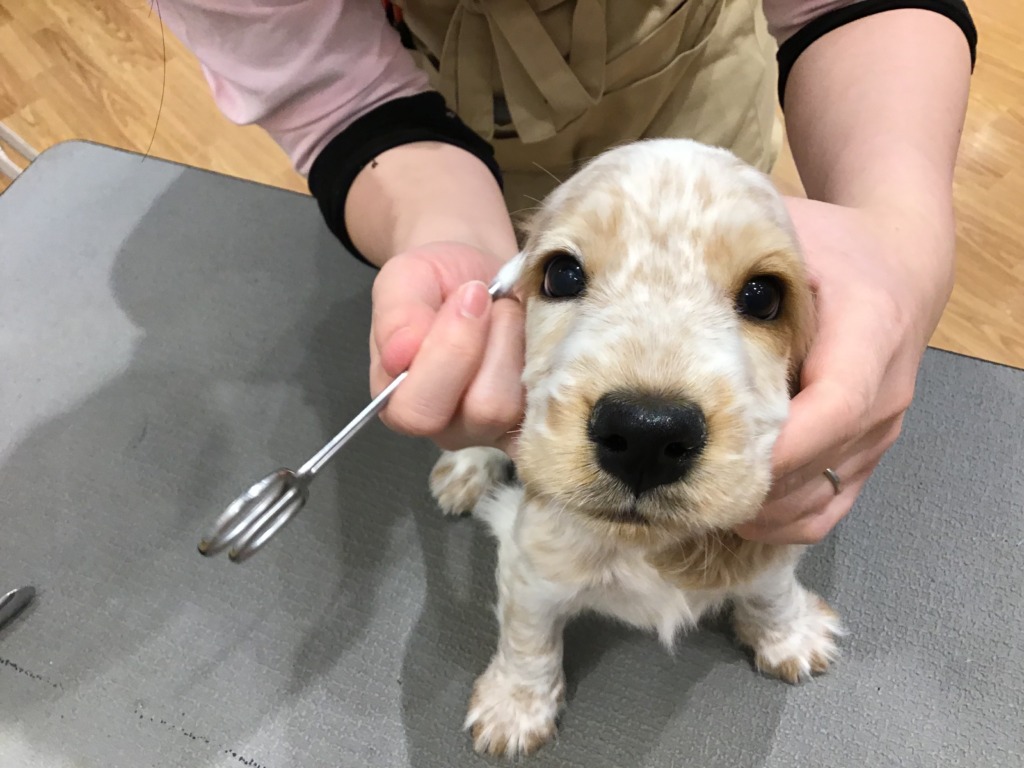 お手入れしました☆彡