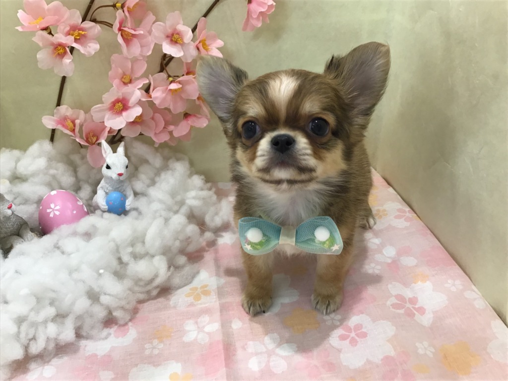 新しい子の紹介★