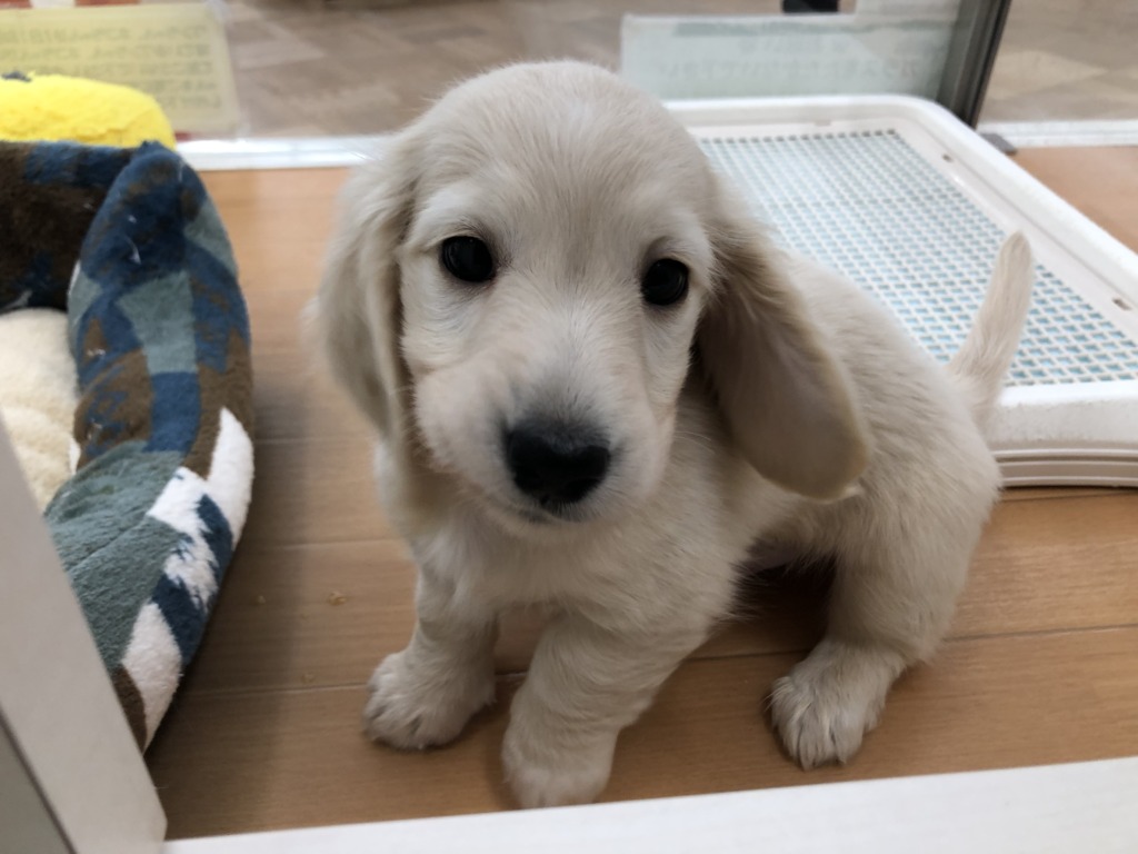 ＊NEW　オススメ犬＊