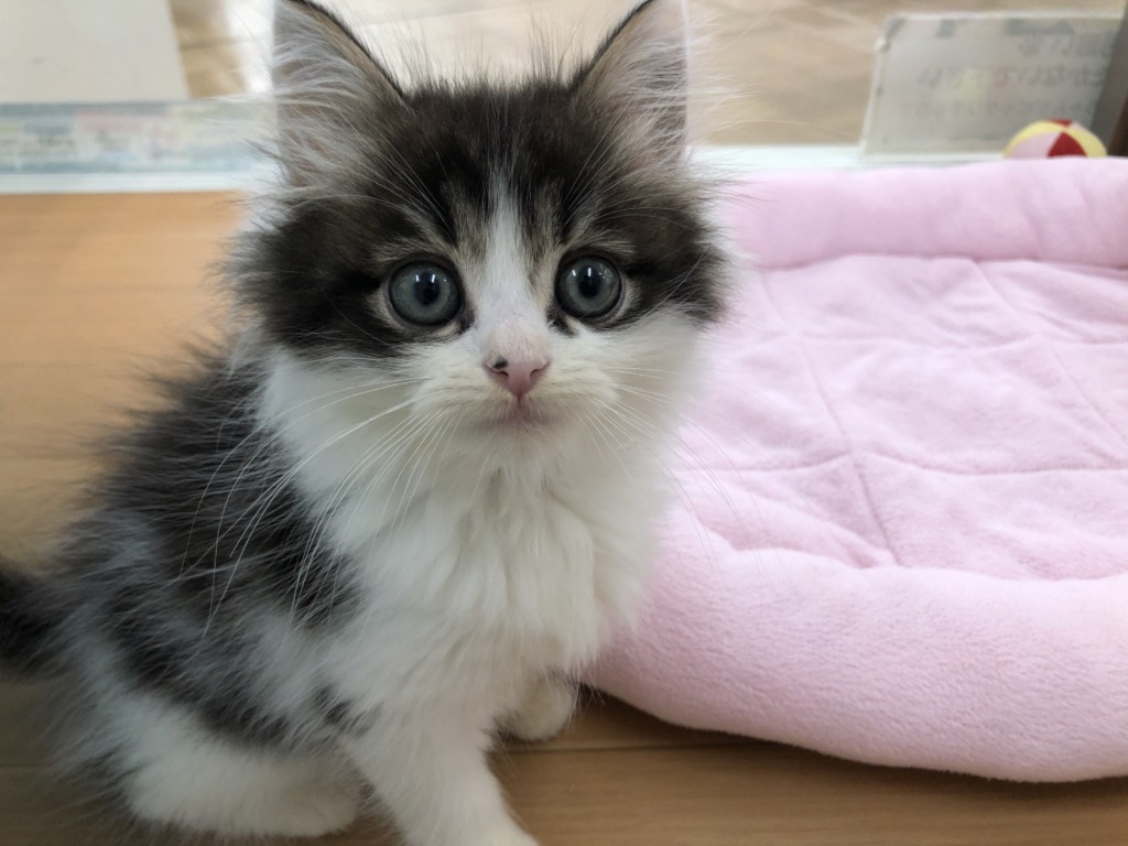 ＊NEWFACE＊