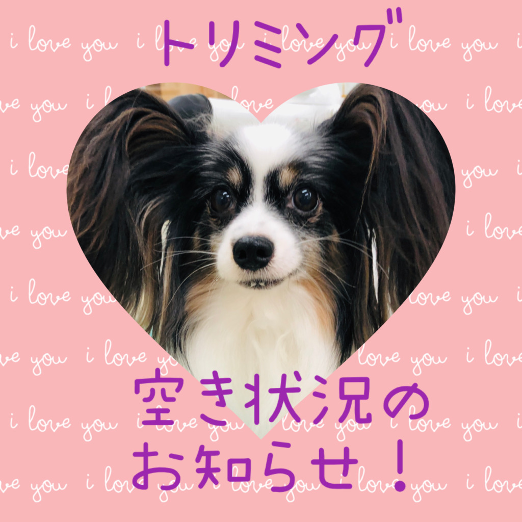★トリミングの空き状況★
