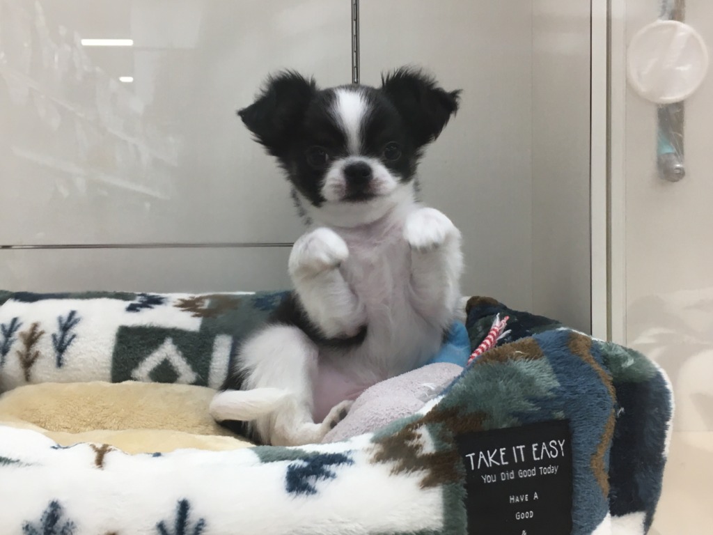 小樽店★トリミングの状況のおしらせ★