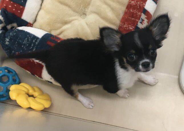 今日のちっち♪