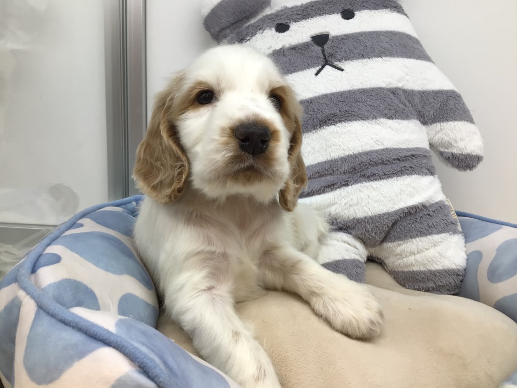 ☆お家決まりました♪＆ＮＥＷおすすめ犬任命☆