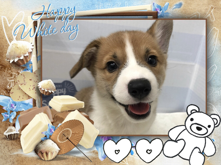 新しい子がやってきました🌟