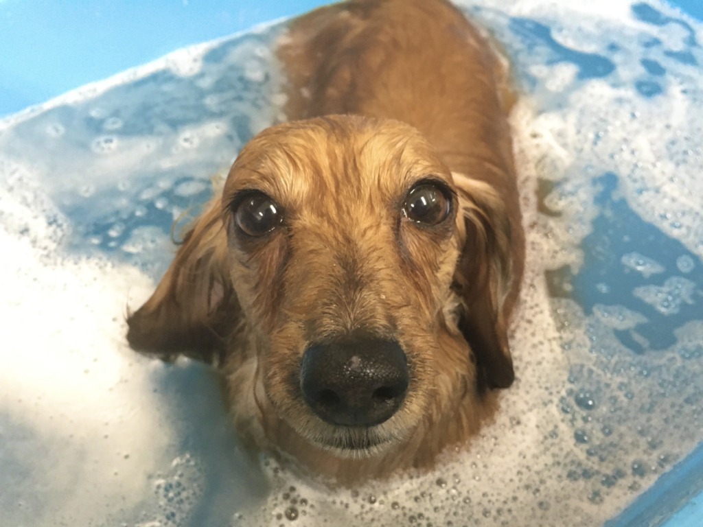 ★2月トリミング予約状況のおしらせ★