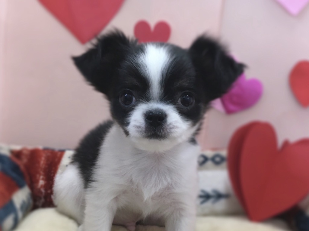 ちっちがやってきました！！