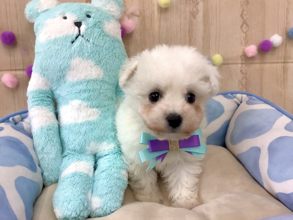 おすすめ犬任命！！