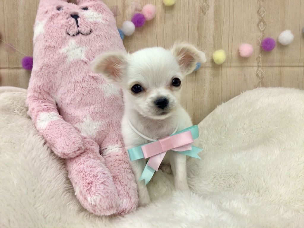 可愛いチワワちゃんがやってきました ペットハウステンテンペットハウステンテン