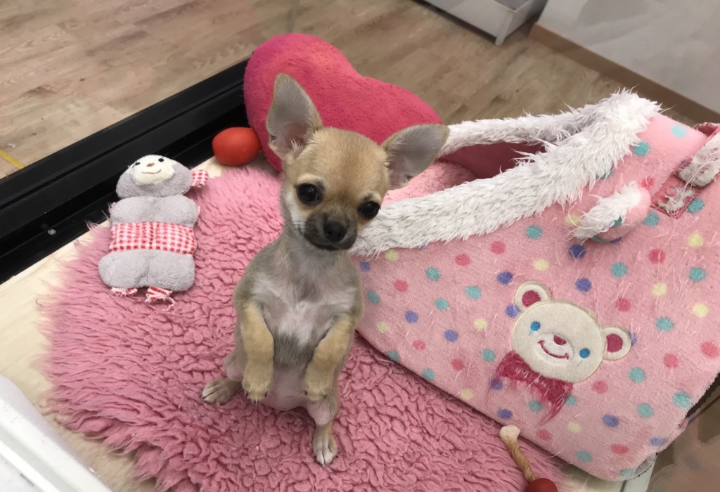 ちわわーず🥰