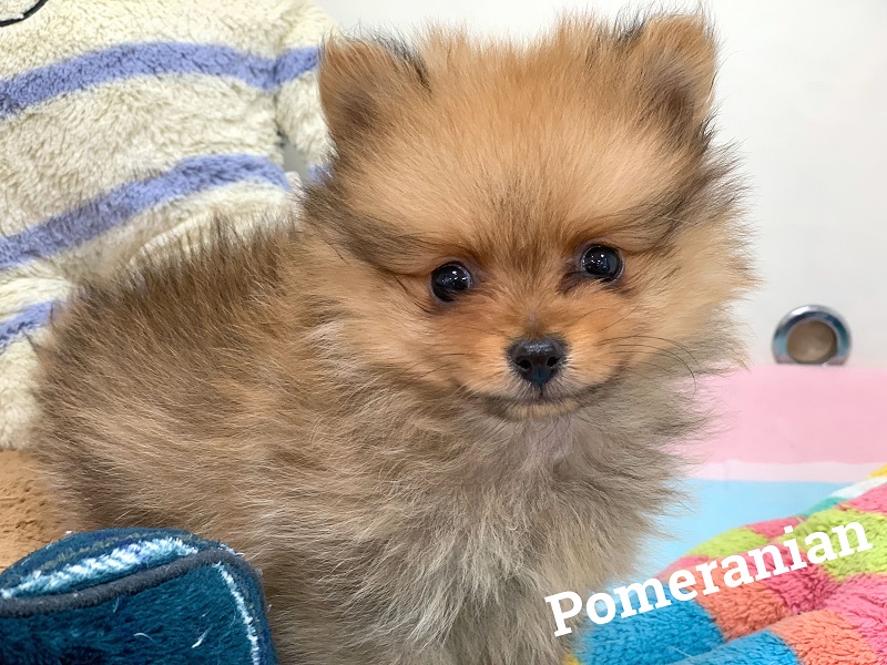 ☆NEW FACEぽめちゃん☆