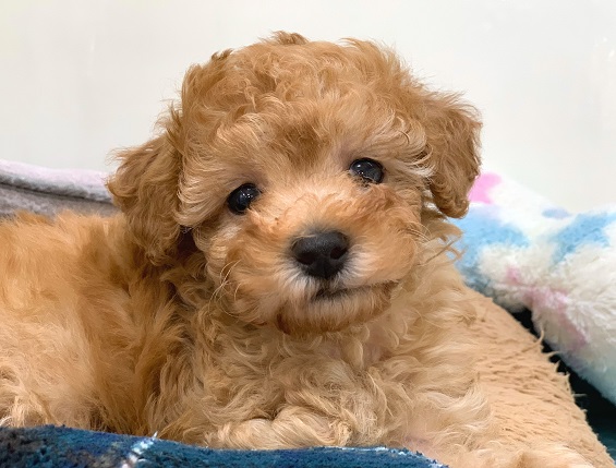 ☆オススメ犬バトンタッチ！☆