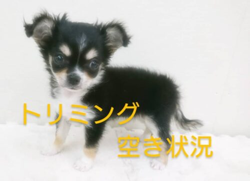 １３日（土）トリミング空いてます☆