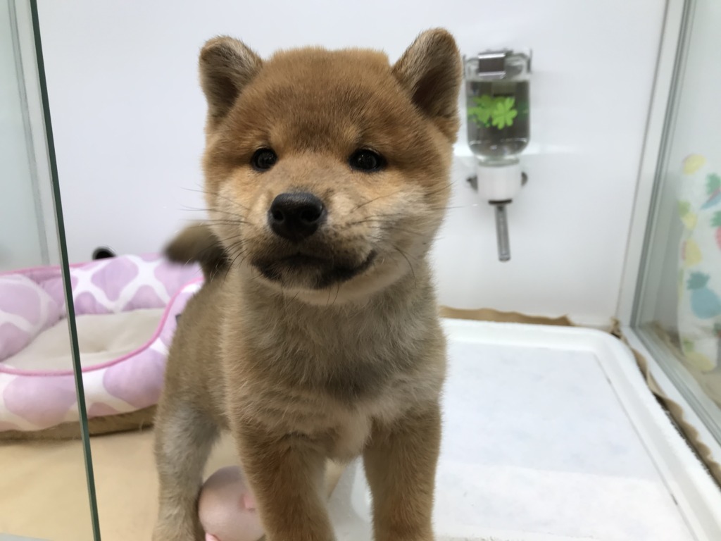 new！！オススメ犬♪