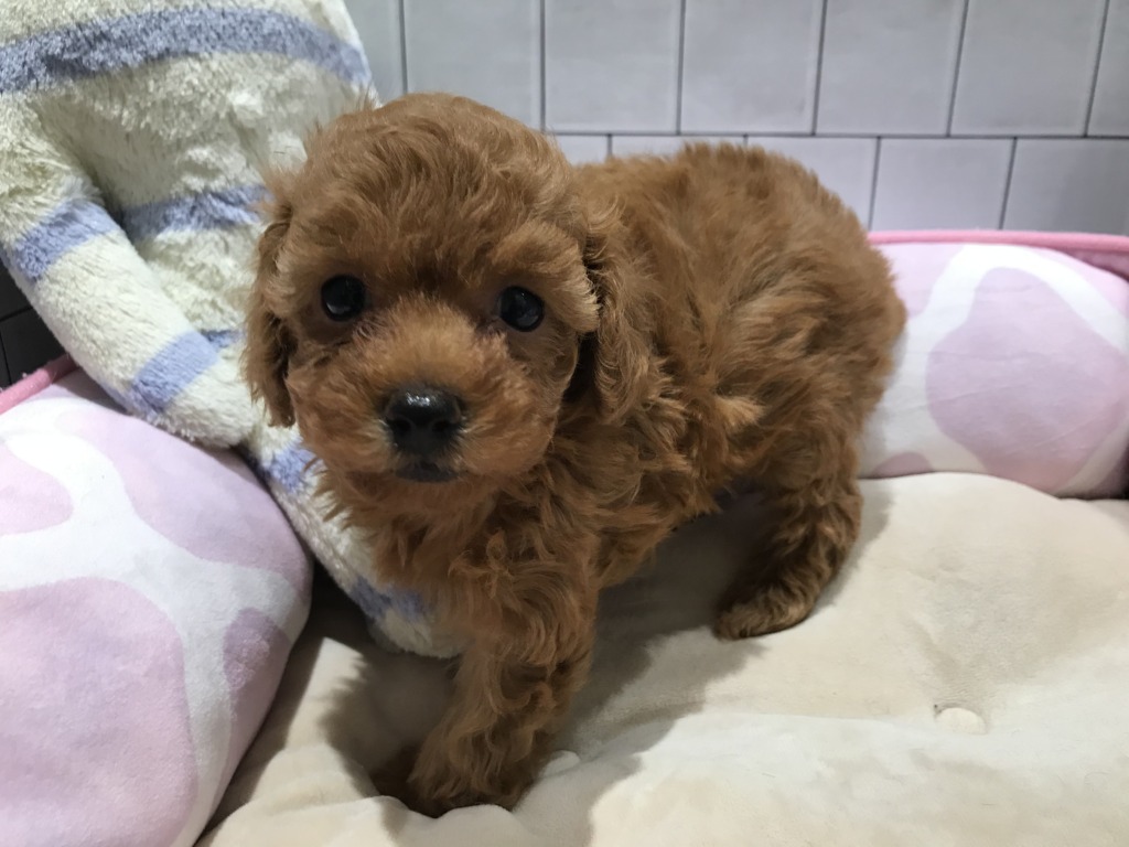可愛すぎる新入りさん🥰