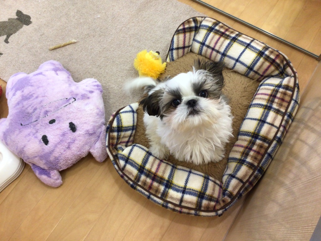 ☆☆オススメ犬卒業☆☆