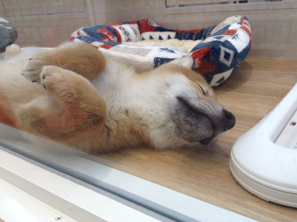 ✨元気いっぱい✨