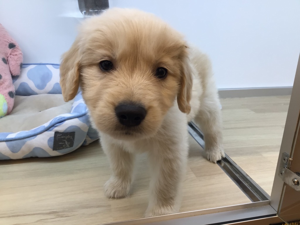 ☆お家決まりました！＆ＮＥＷおすすめ犬発表☆