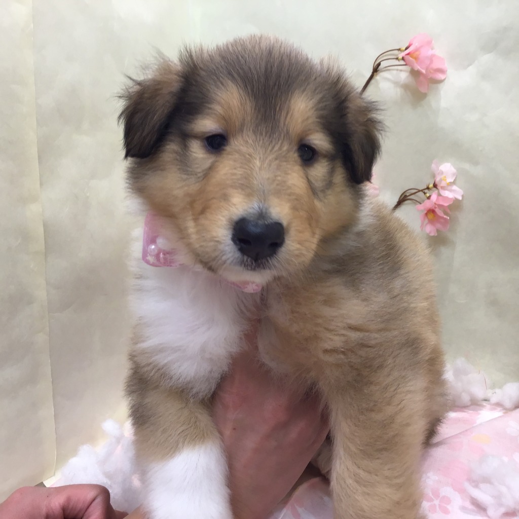 ペットショップ 札幌 ペットハウステンテン 近い ペットショップ トリミング 猫トリミング ペットホテル ペットハウステンテン