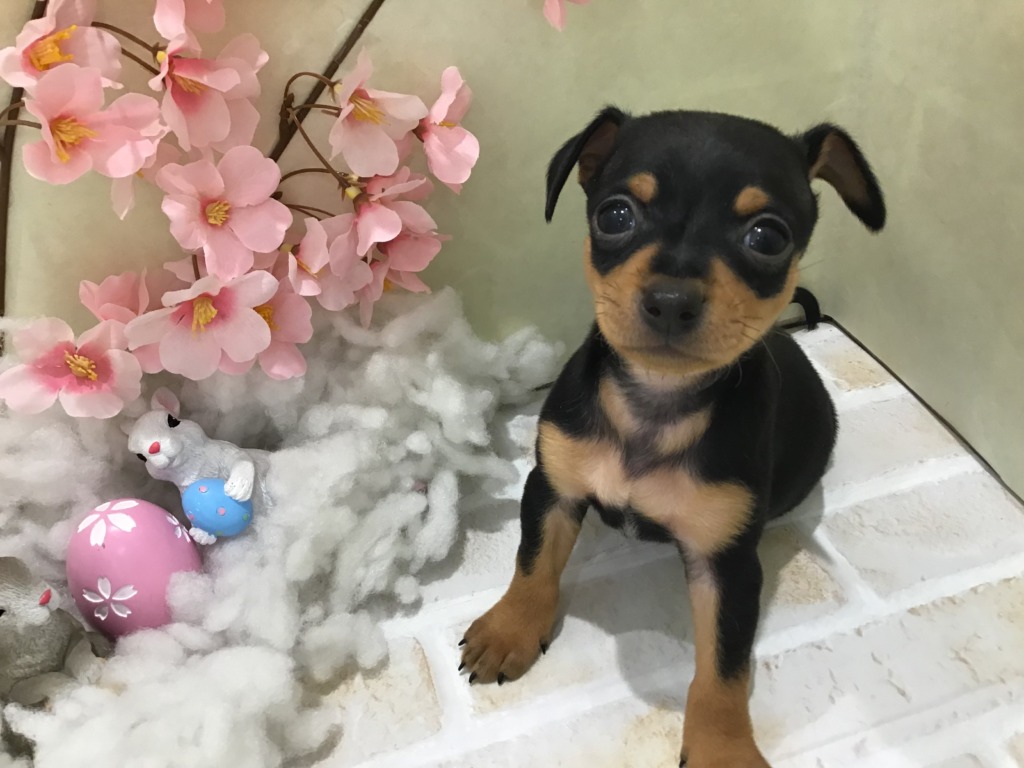 新入りさん紹介 ペットハウステンテンペットハウステンテン