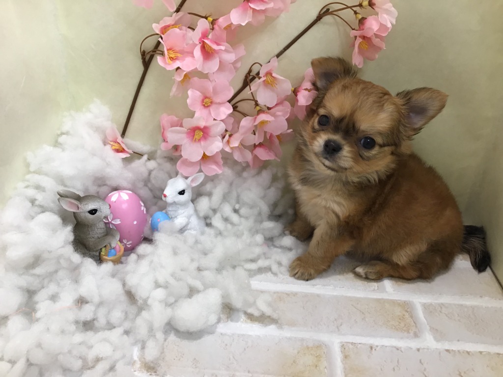 にゅーふぇいすの紹介( *´艸｀)