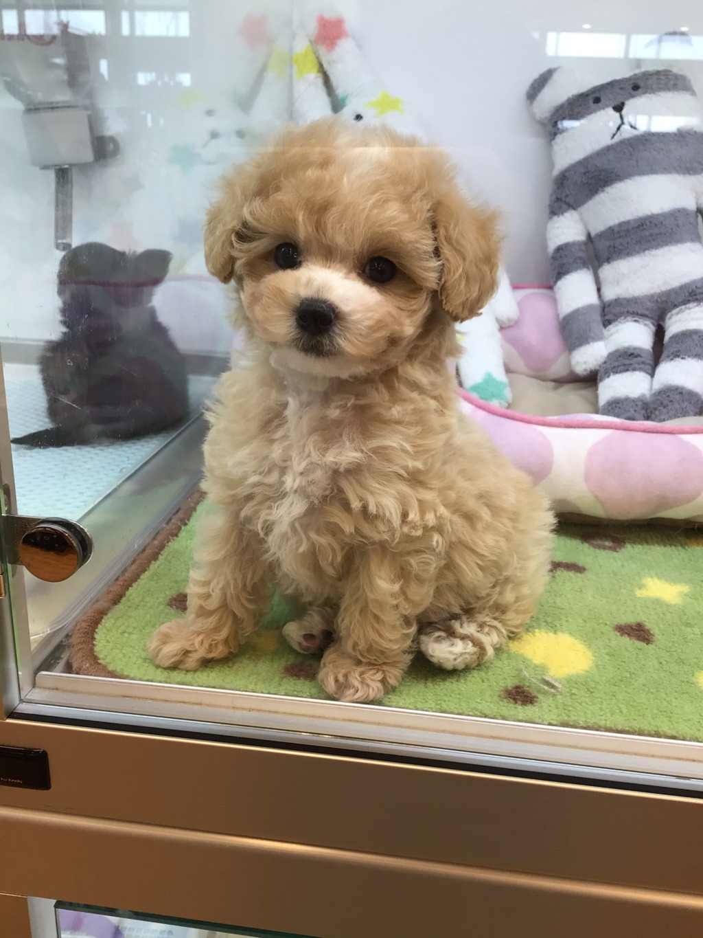 ☆お家決まりました♪＆ＮＥＷおすすめ犬発表☆