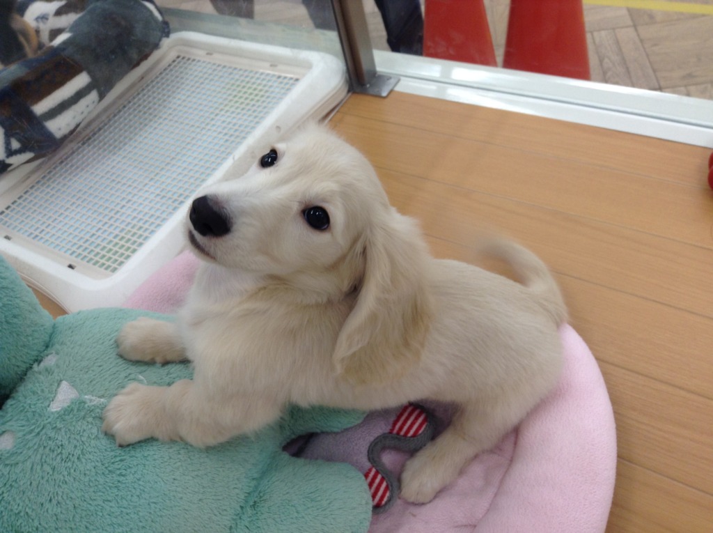 やんちゃ甘えん坊ボーイのだっくん☆