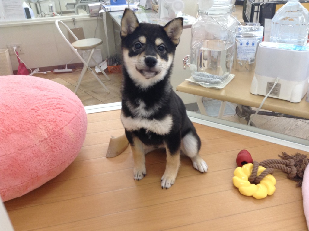 みんなでオスワリ🐾