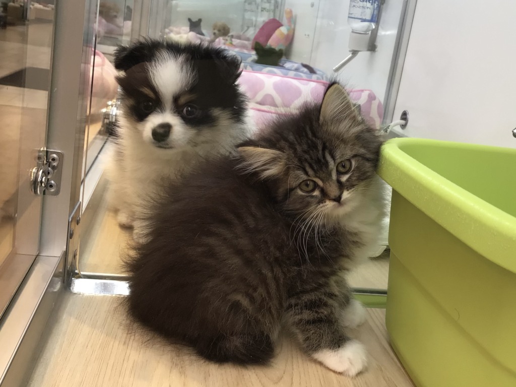☆ふわにゃん大集合☆