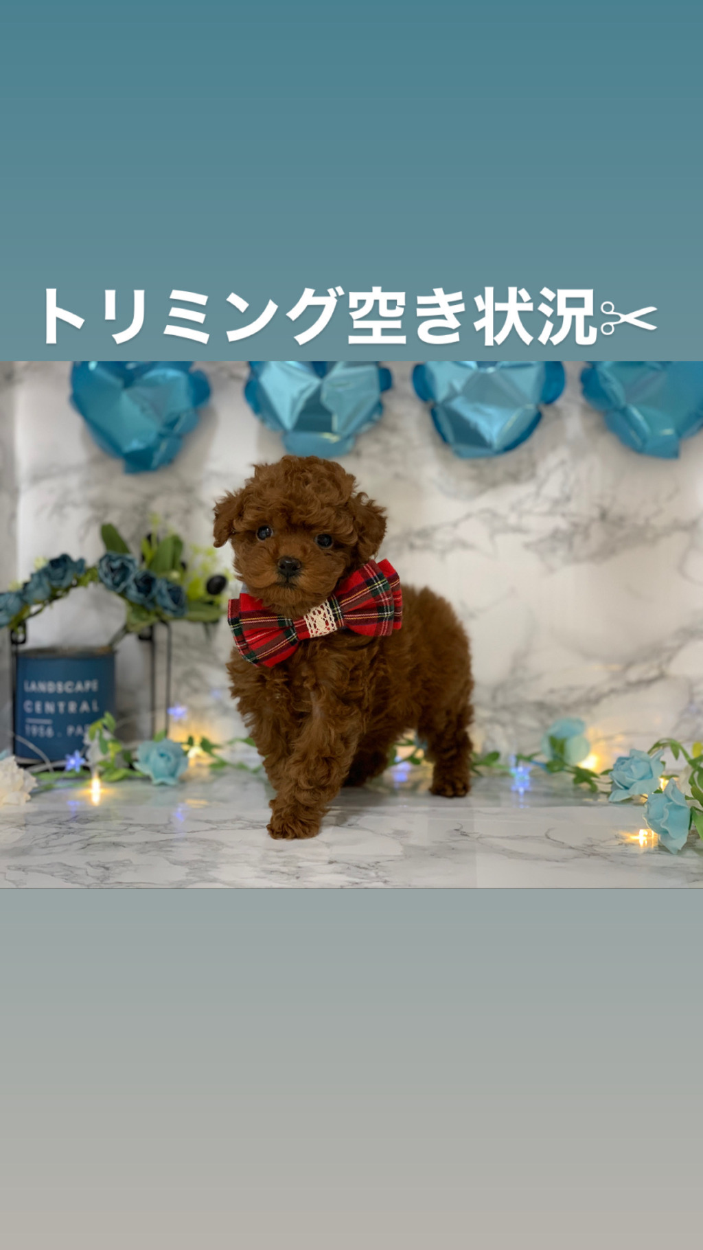 トリミング空き状況♡