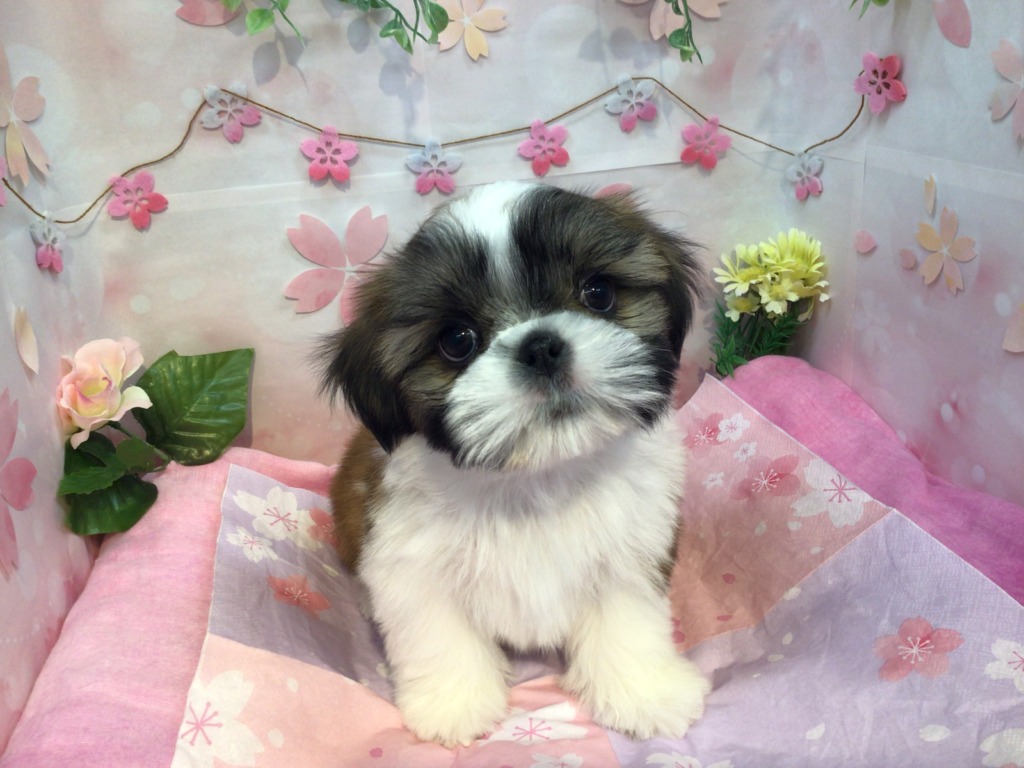 💕シズ君の初体験・・・💕