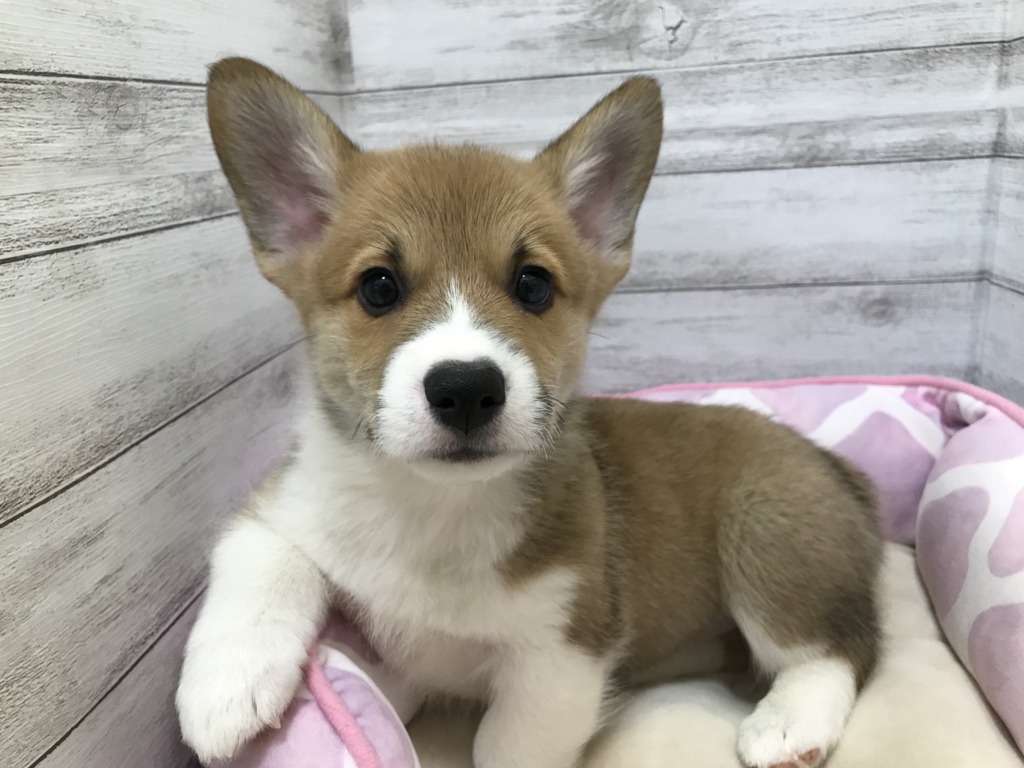 ☆おすすめ犬のコーギーくん☆