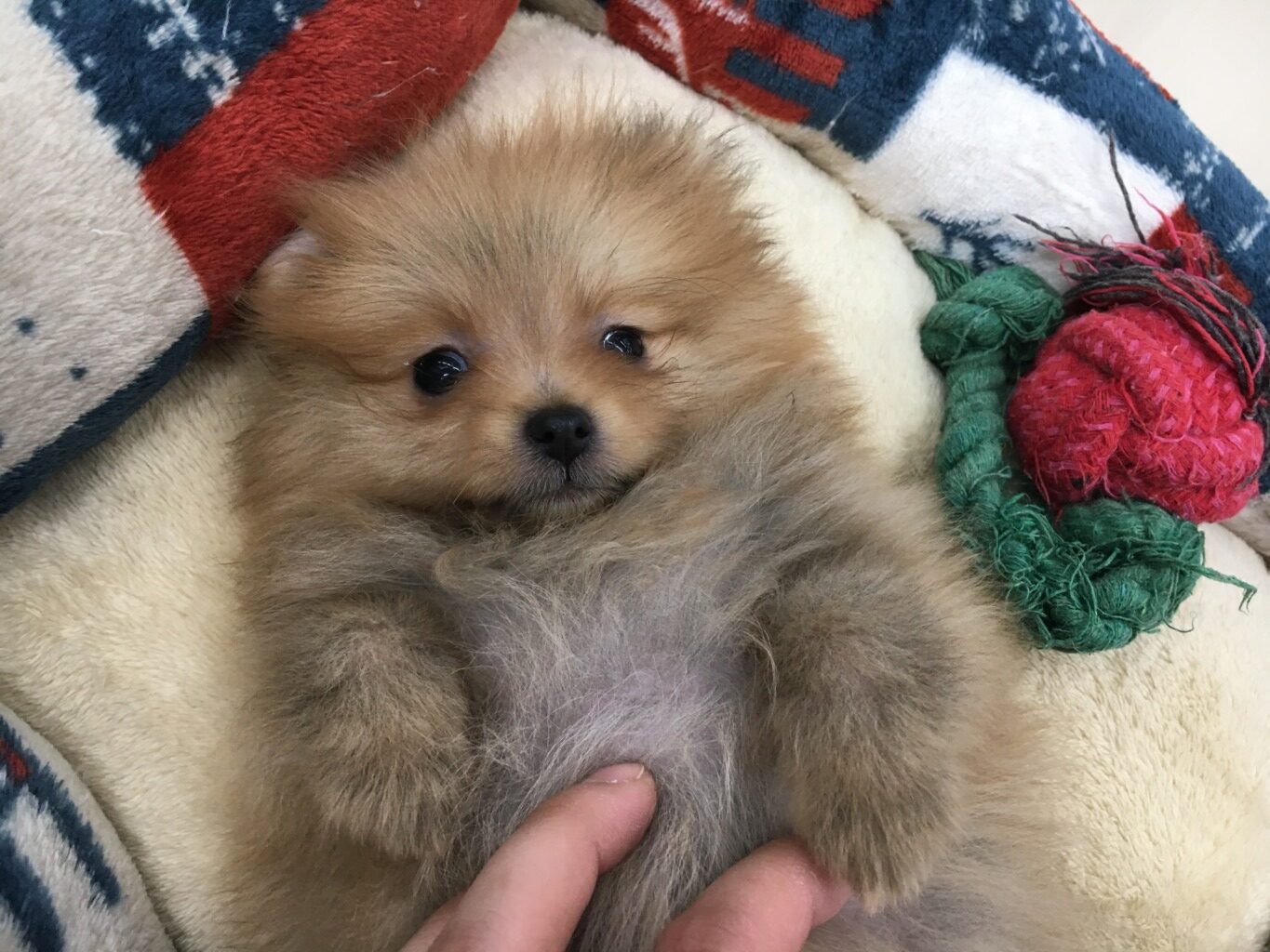 小樽店のワンちゃんネコちゃん