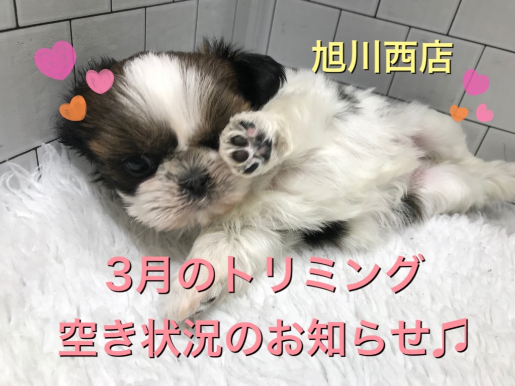 トリミング空き状況♪