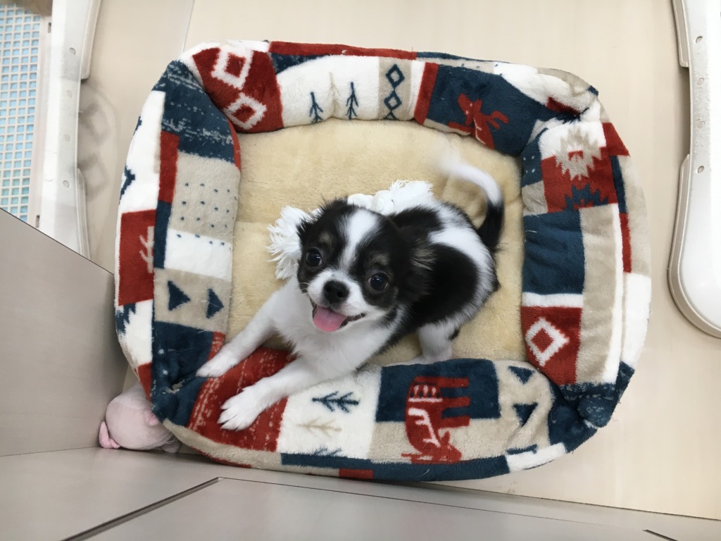おすすめ犬バトンタッチ☆彡