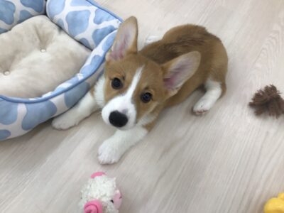 お家が決まりました☆＆新オススメ犬！
