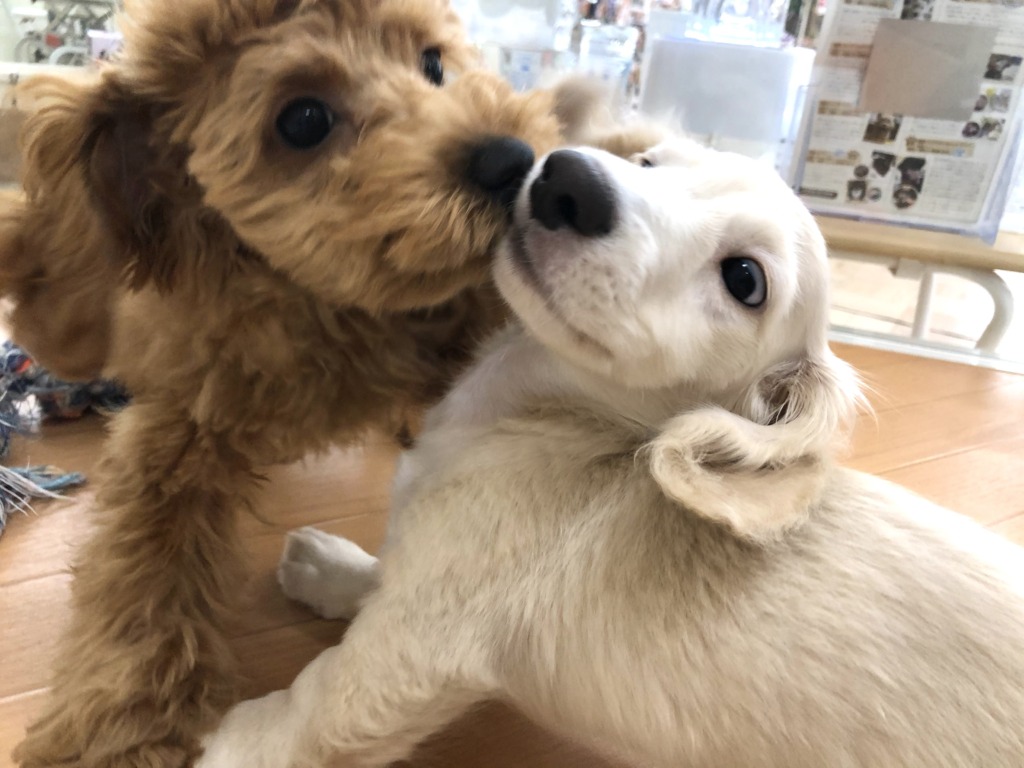 ＊だっくんのお友達＊