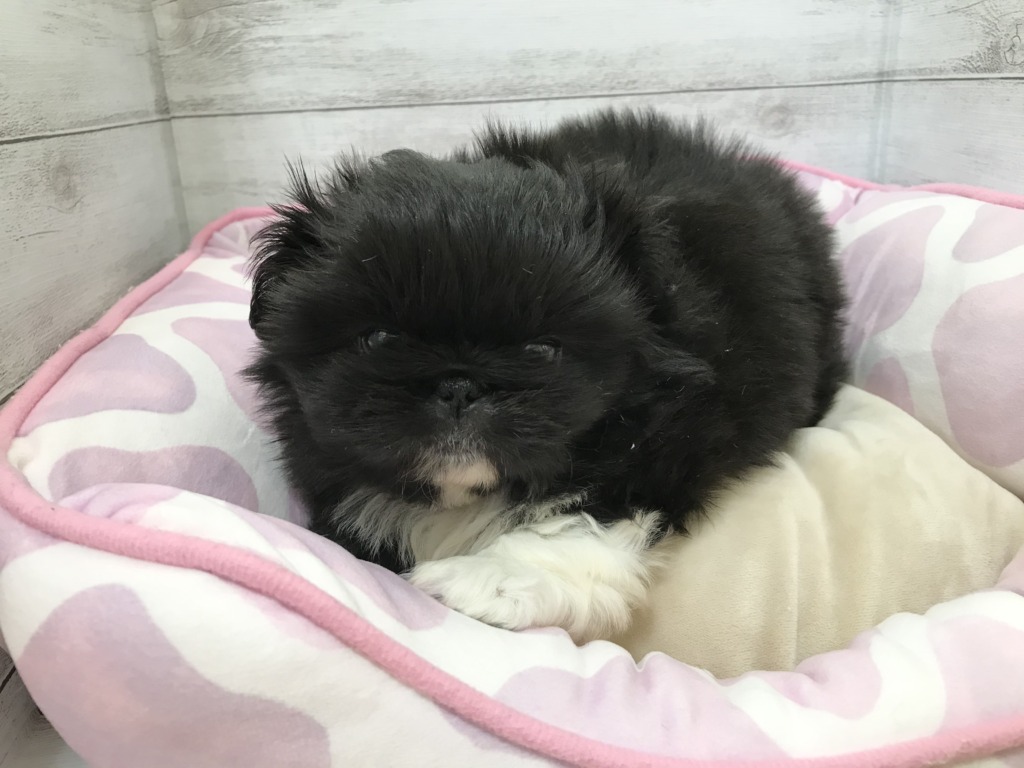 ♡おすすめ犬ご紹介♡