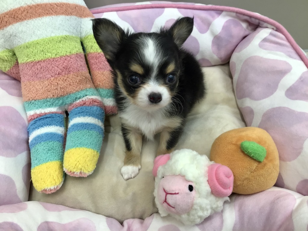 にゅーふぇいす😊