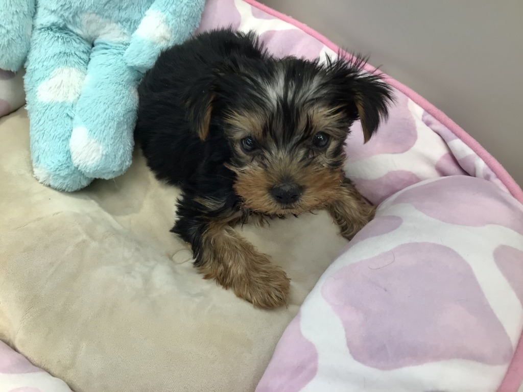 新おすすめ犬決定！！