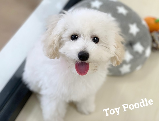☆ふわふわ♡プードルくん登場！☆
