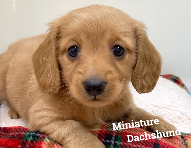 New Face ゴールドのmダックス ペットハウステンテンペットハウステンテン New Face ゴールドのmダックス ペットハウステンテンペットハウステンテン