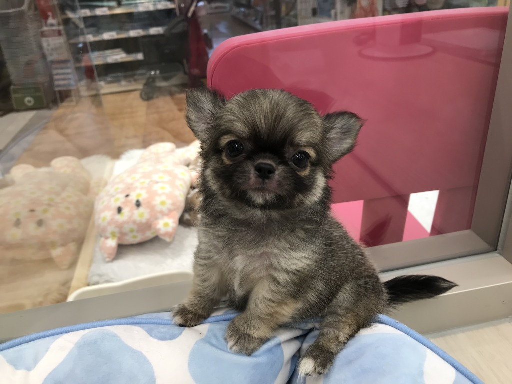 新しくやってきたワンちゃんネコちゃん☆