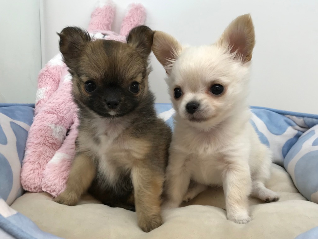 ☆チワワ大集合☆