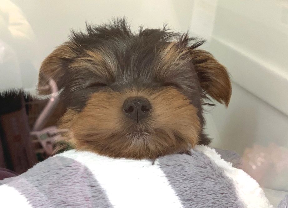 ☆すやすやヨーキーちゃん☆