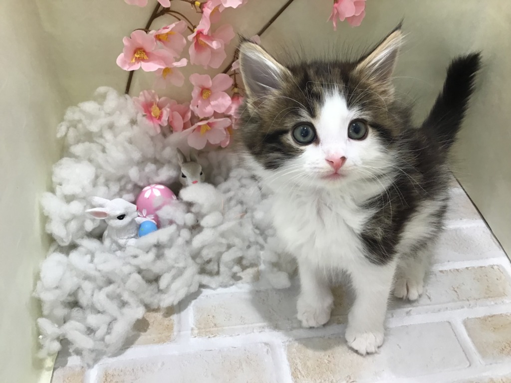 にゃんこちゃんずのご紹介 ペットハウステンテンペットハウステンテン にゃんこちゃんずのご紹介 ペットハウステンテンペットハウステンテン