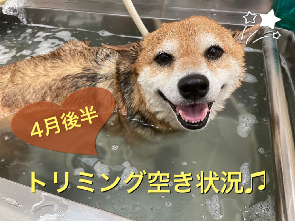 トリミング空き状況のお知らせ