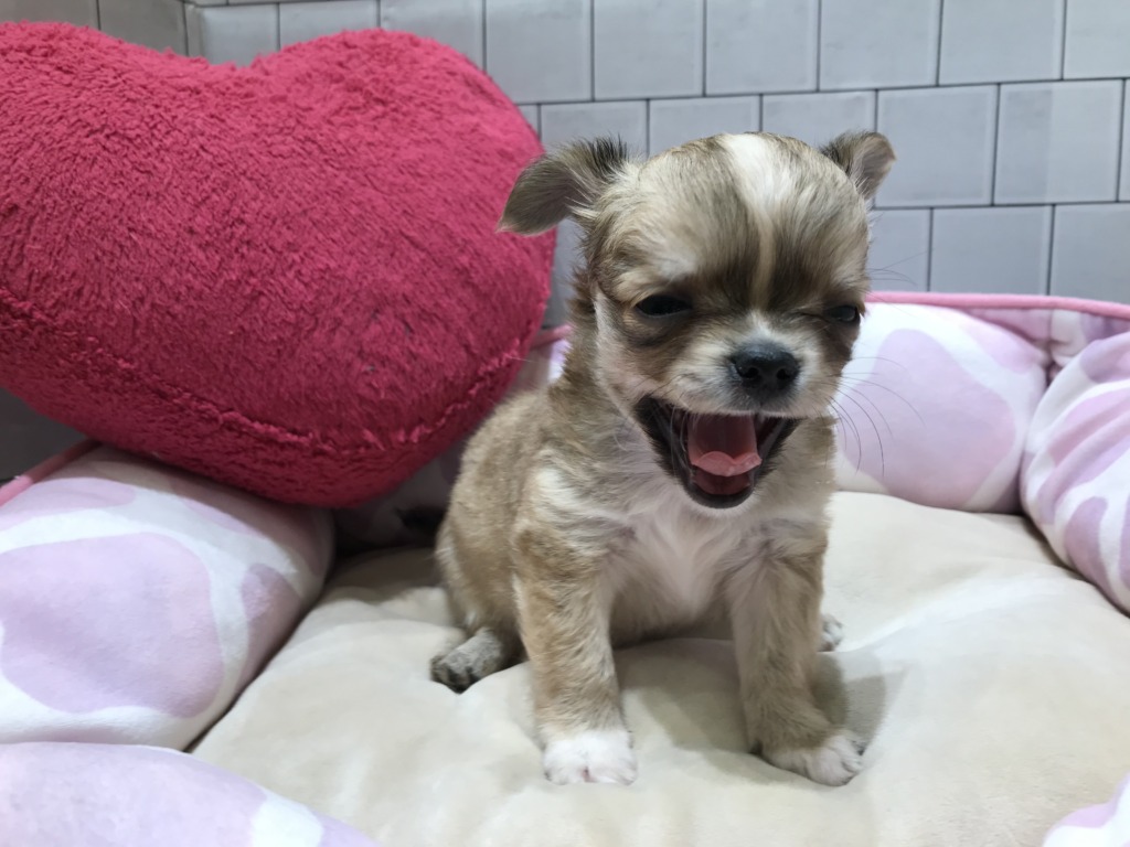 じゃん！ご紹介致します