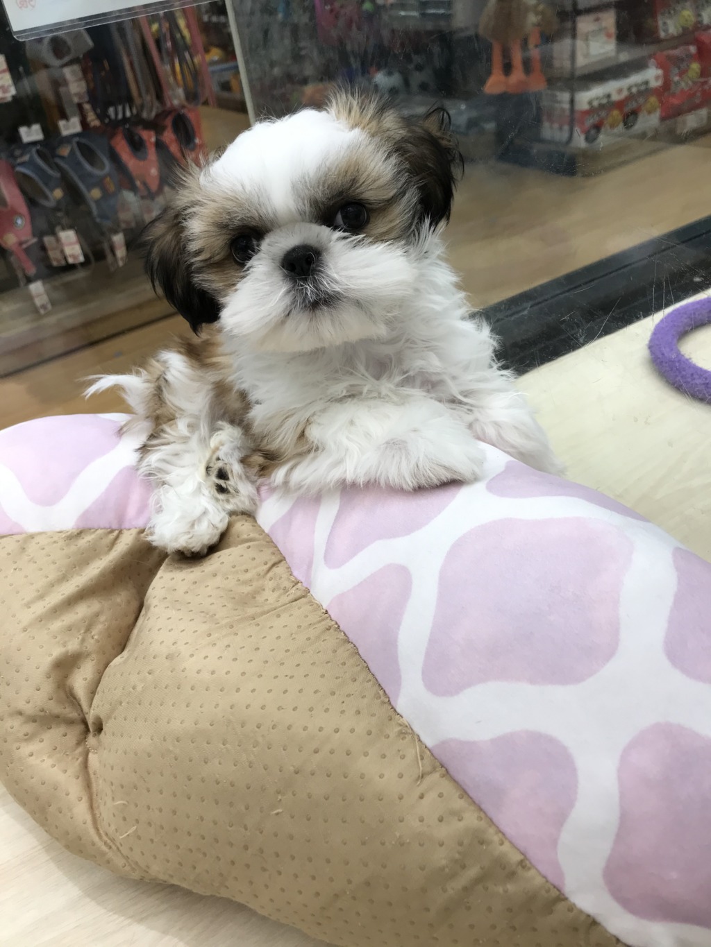 今日はボクがご紹介するでつ！